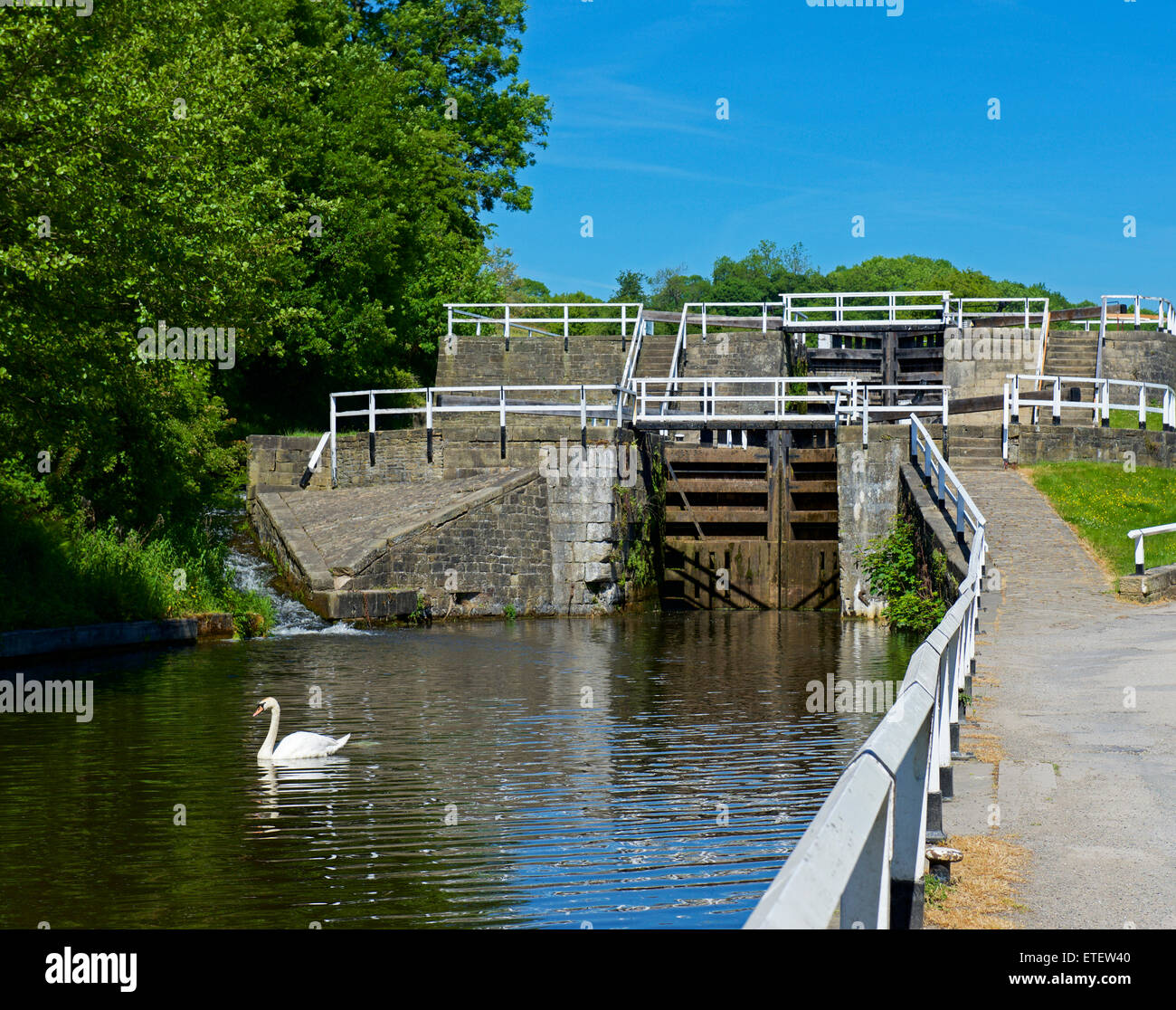 Swan at Dobson Locks, Leeds and Liverpool Canal, near Apperley Bridge, Bradford, West Yorkshire, England UK Stock Photo