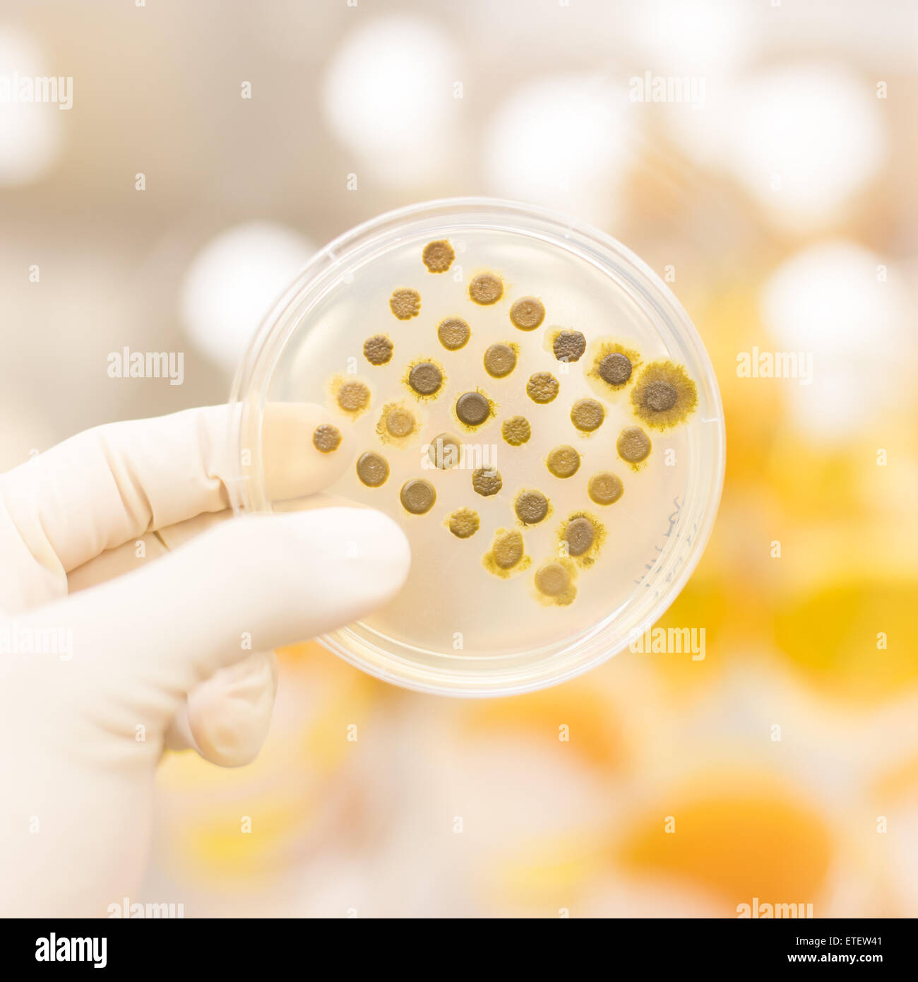 Fungi grown on agar plate Stock Photo Alamy