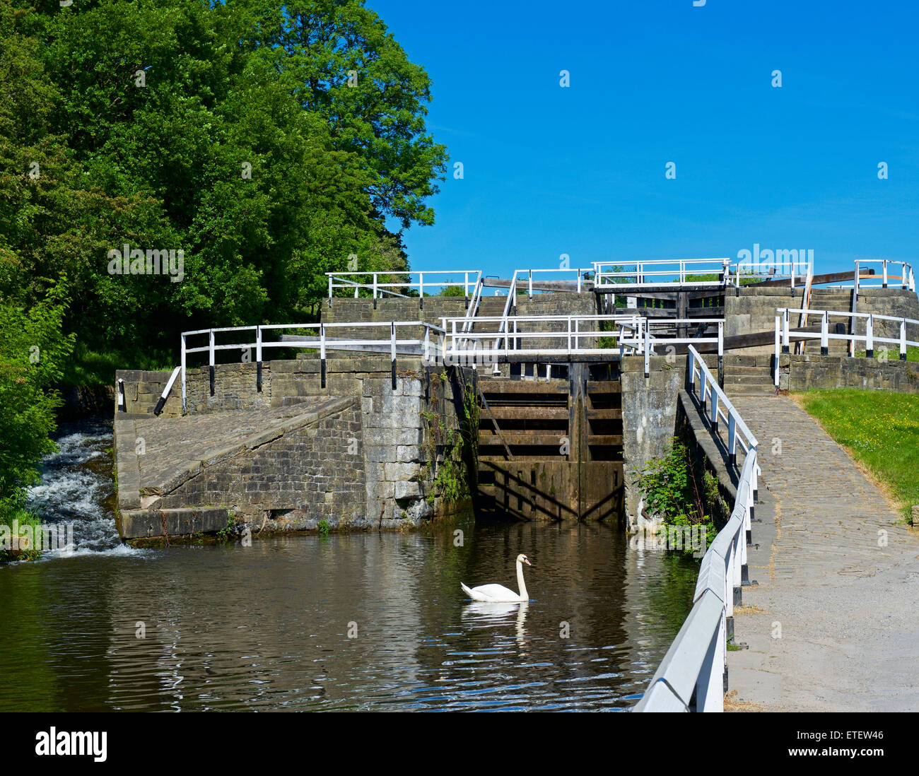 Swan at Dobson Locks, Leeds and Liverpool Canal, near Apperley Bridge, Bradford, West Yorkshire, England UK Stock Photo