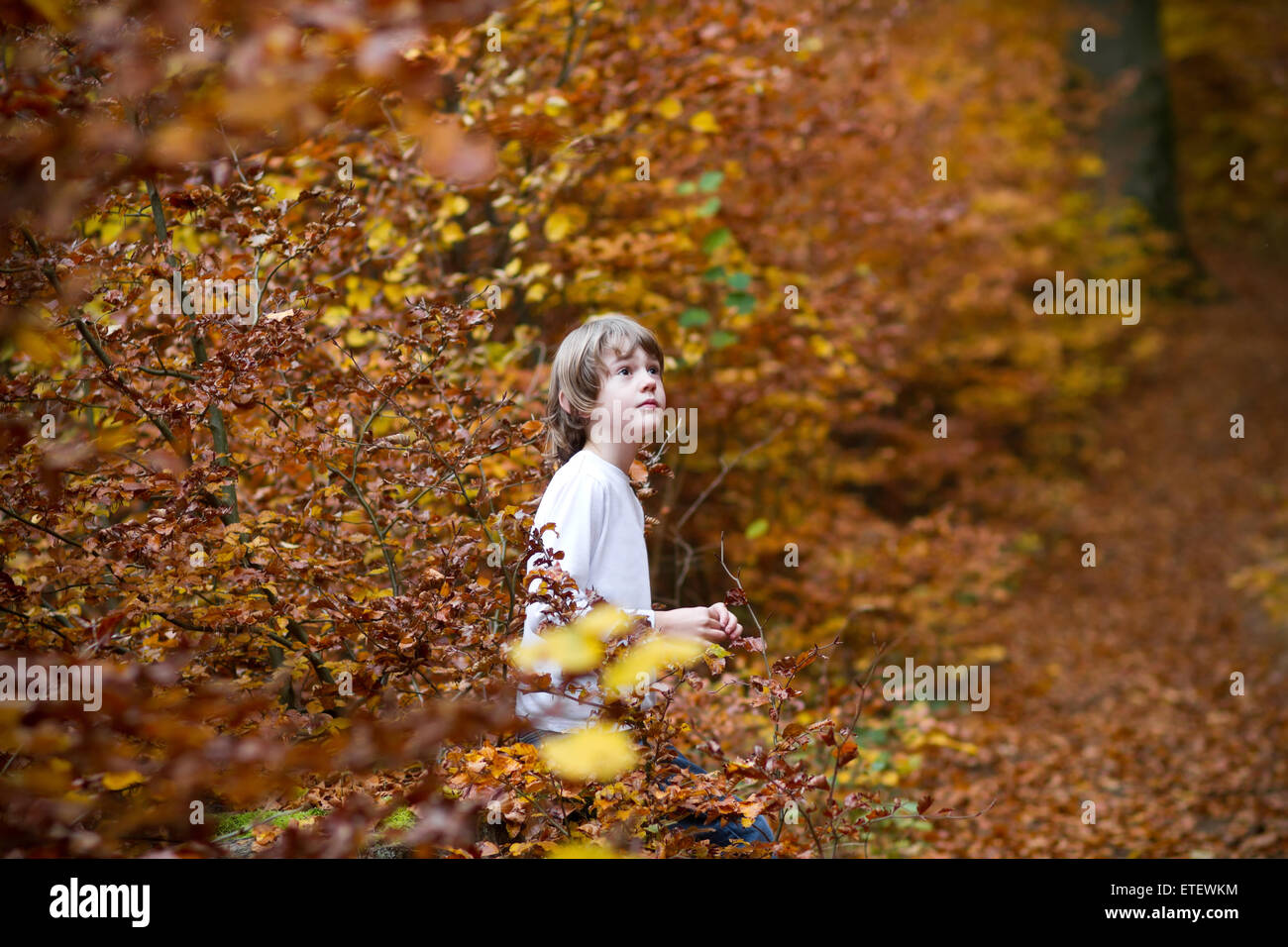 Boy sitting in an autumn park Stock Photo - Alamy