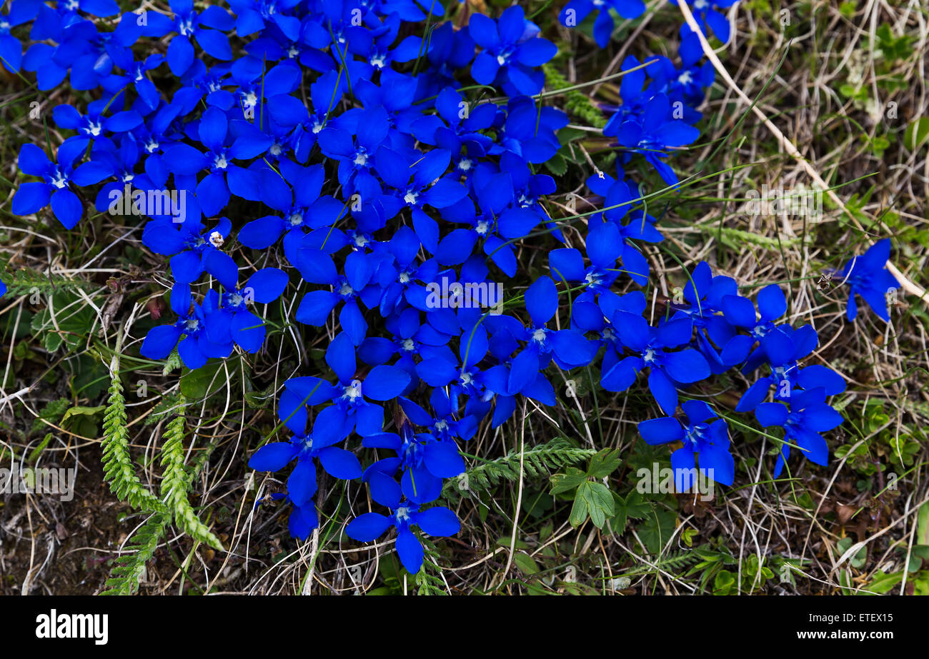 Flowers growing in the Austrian Alps Stock Photo Alamy