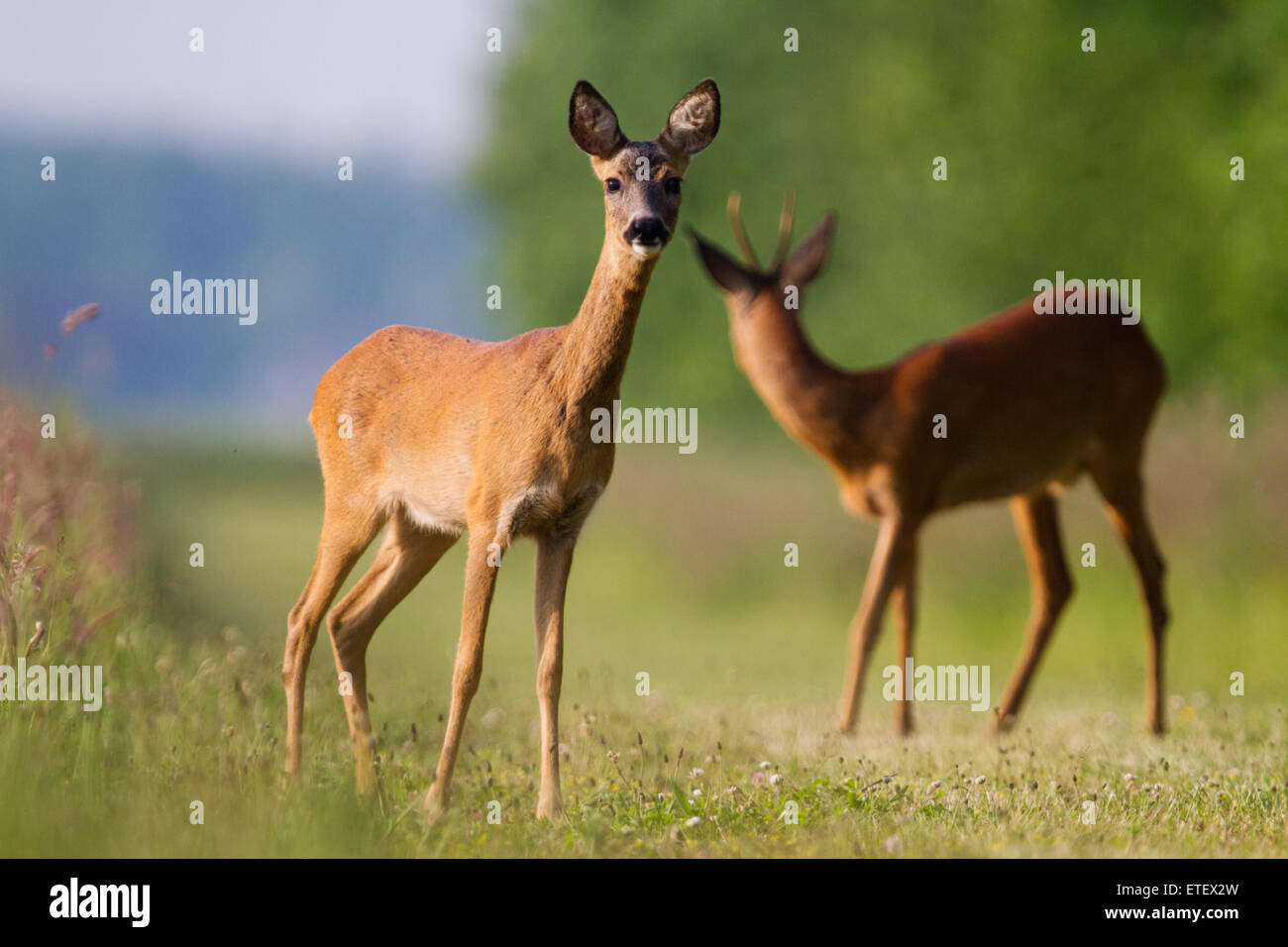A female and a male Roe deer, a Roebuck and a doe (Capreolus capreolus ...