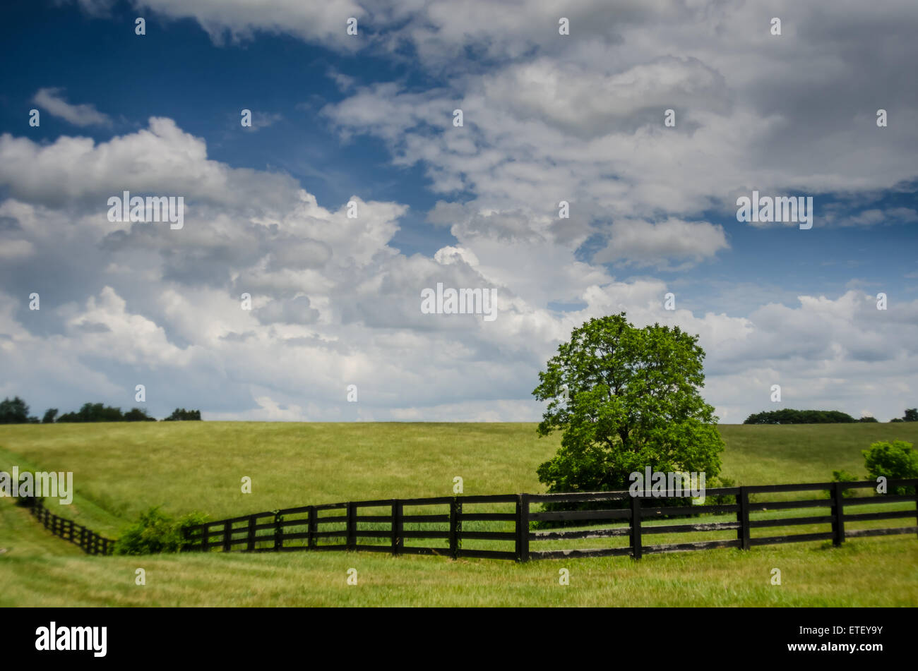 A vibrant green horse field on a summer afternoon in rural Kentucky Stock Photo