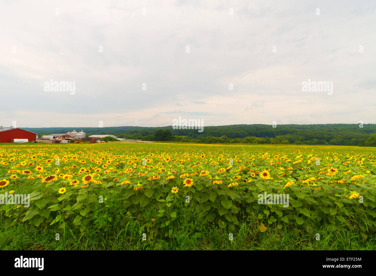 Farmland sunflower field Stock Photo Alamy