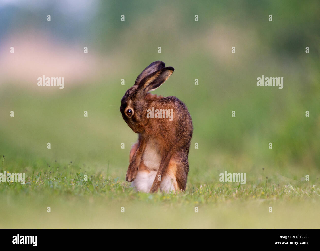 A Brown hare or Jackrabbit, washing Stock Photo