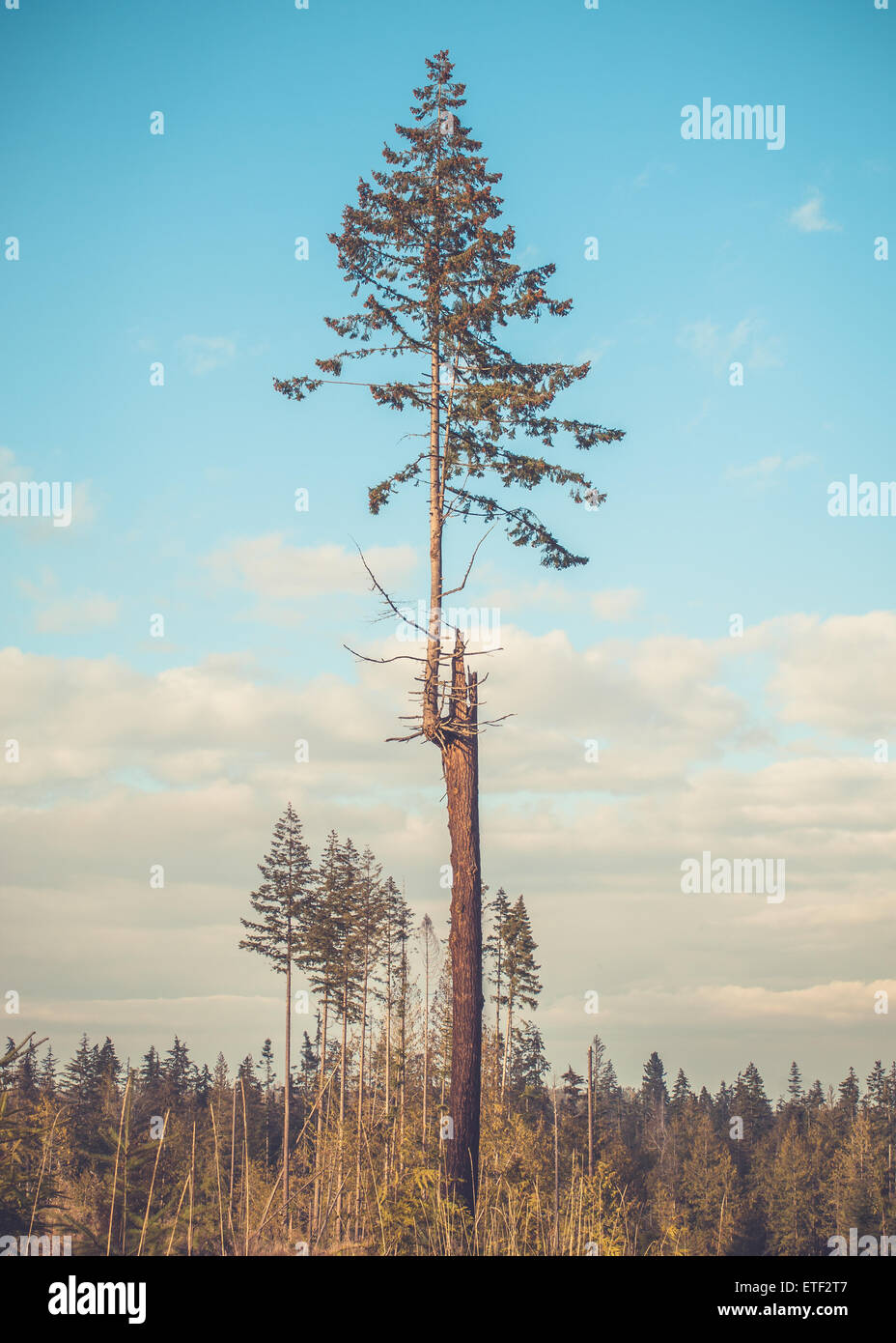 A young evergreen fir tree grows from the trunk of an older dead tree Stock Photo