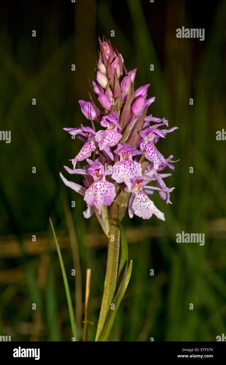 Heath spotted-orchid or Moorland spotted orchid, Dactylorhiza maculata Stock Photo