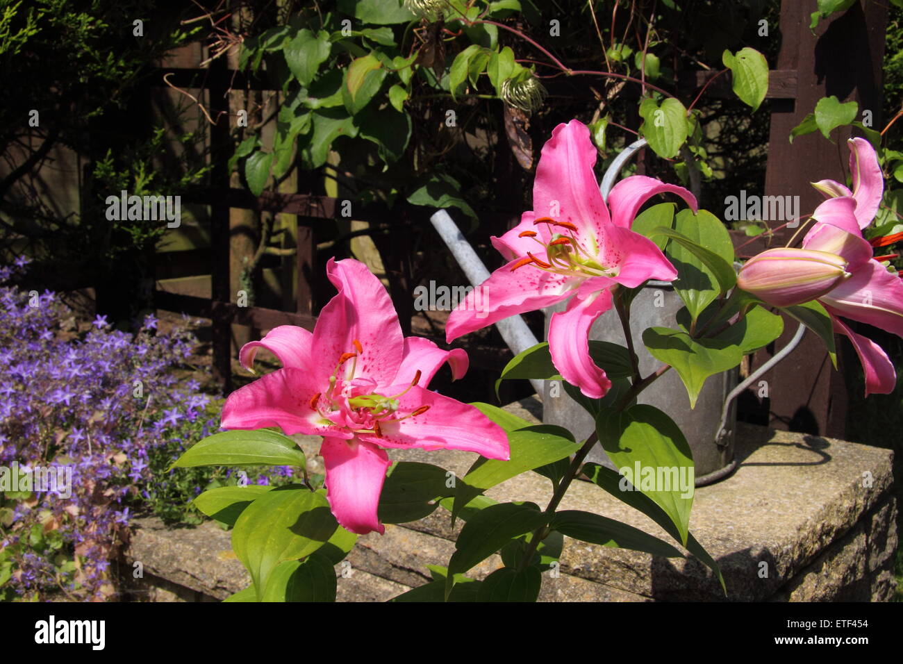 Lilies in the garden Stock Photo Alamy