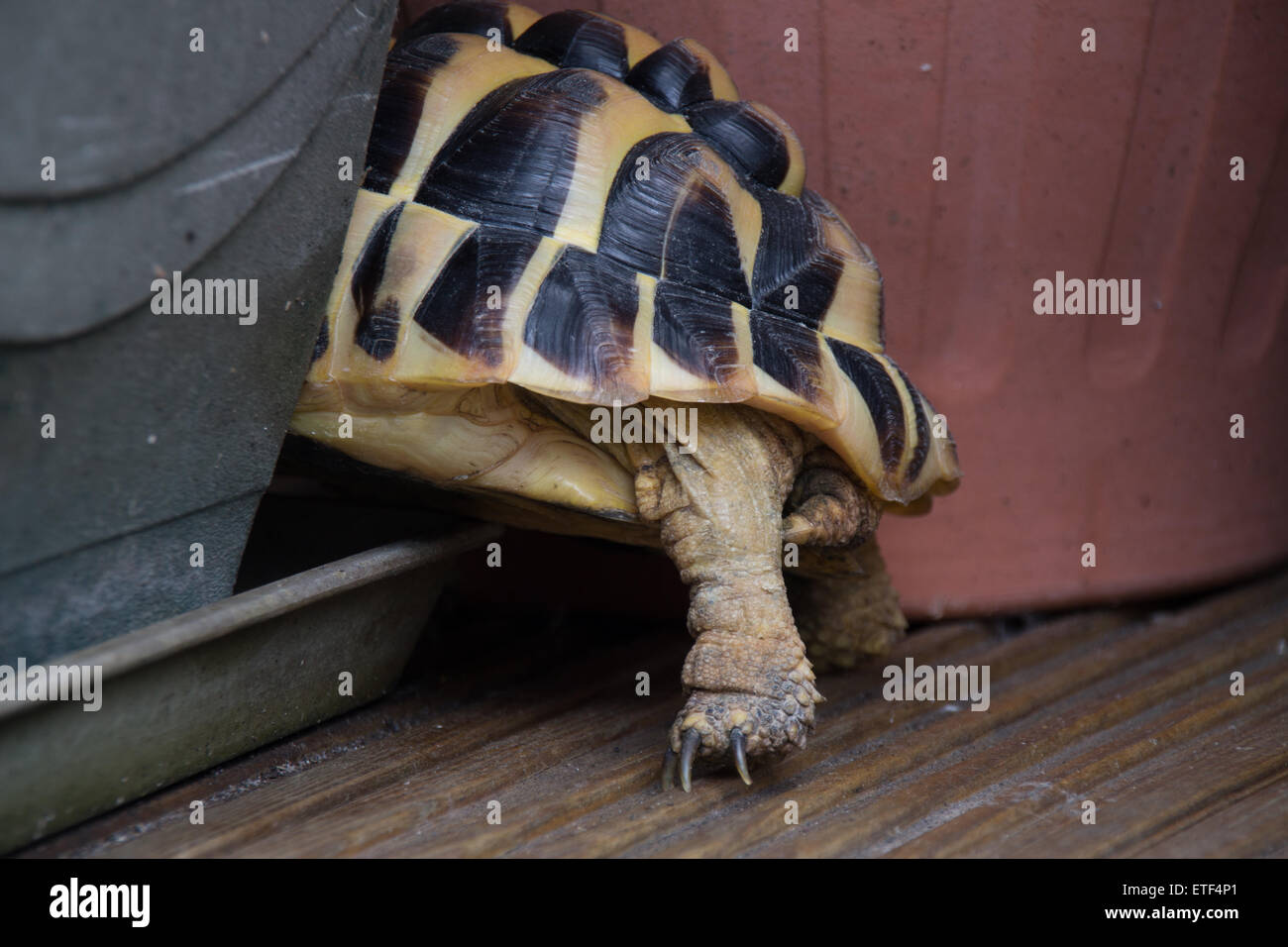 A shot of a Hermann Tortoise back legs Stock Photo