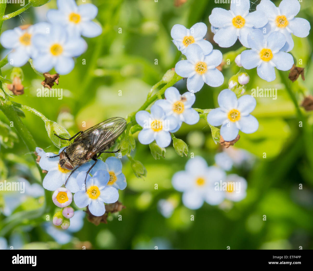 Macro closeup of Forget Me Not flowers. Stock Photo