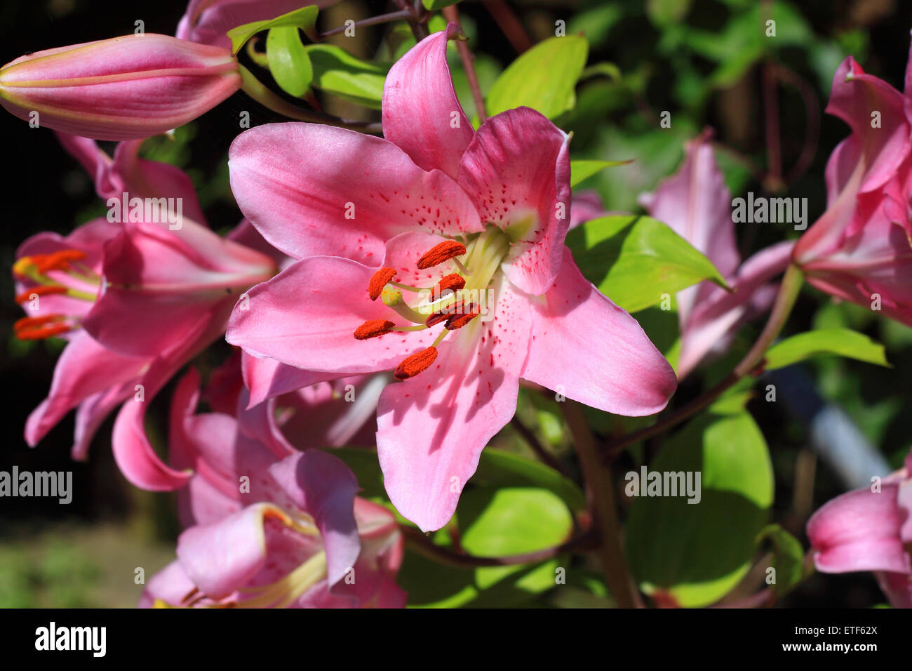 Lilies in the garden Stock Photo Alamy