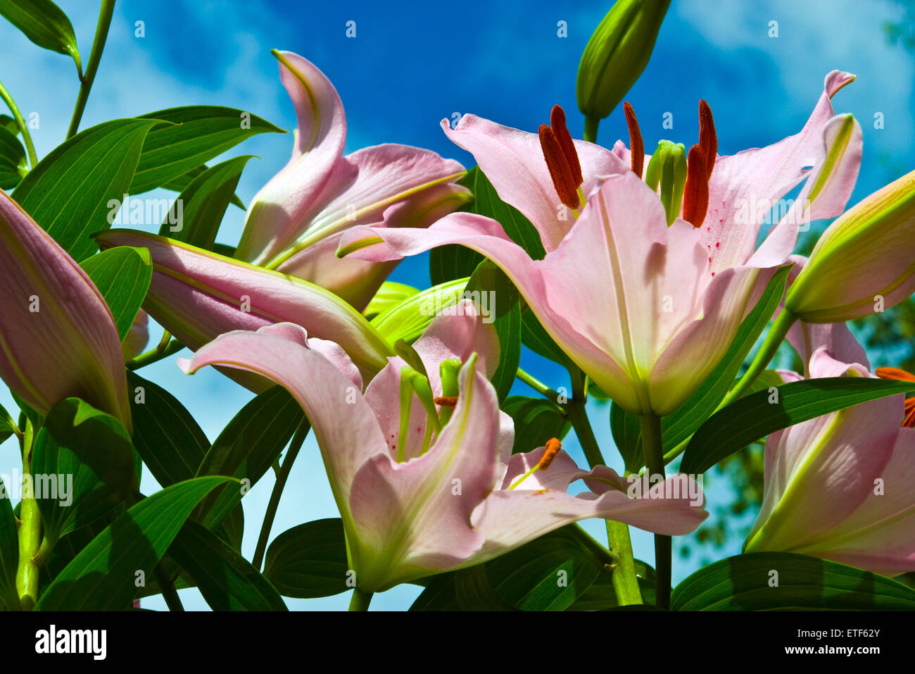Lilies in the garden Stock Photo