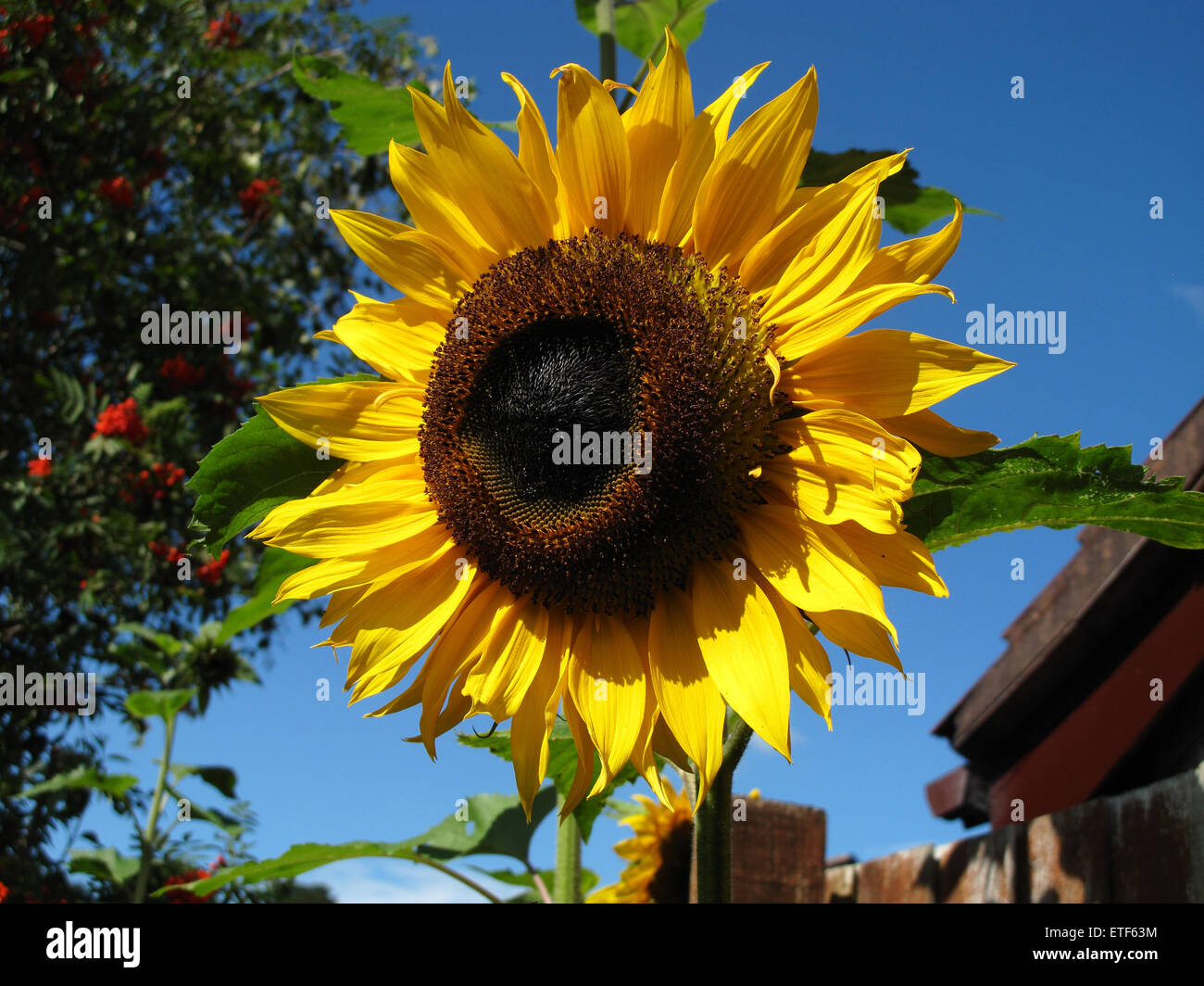 Helianthus Sunflower Stock Photo Alamy