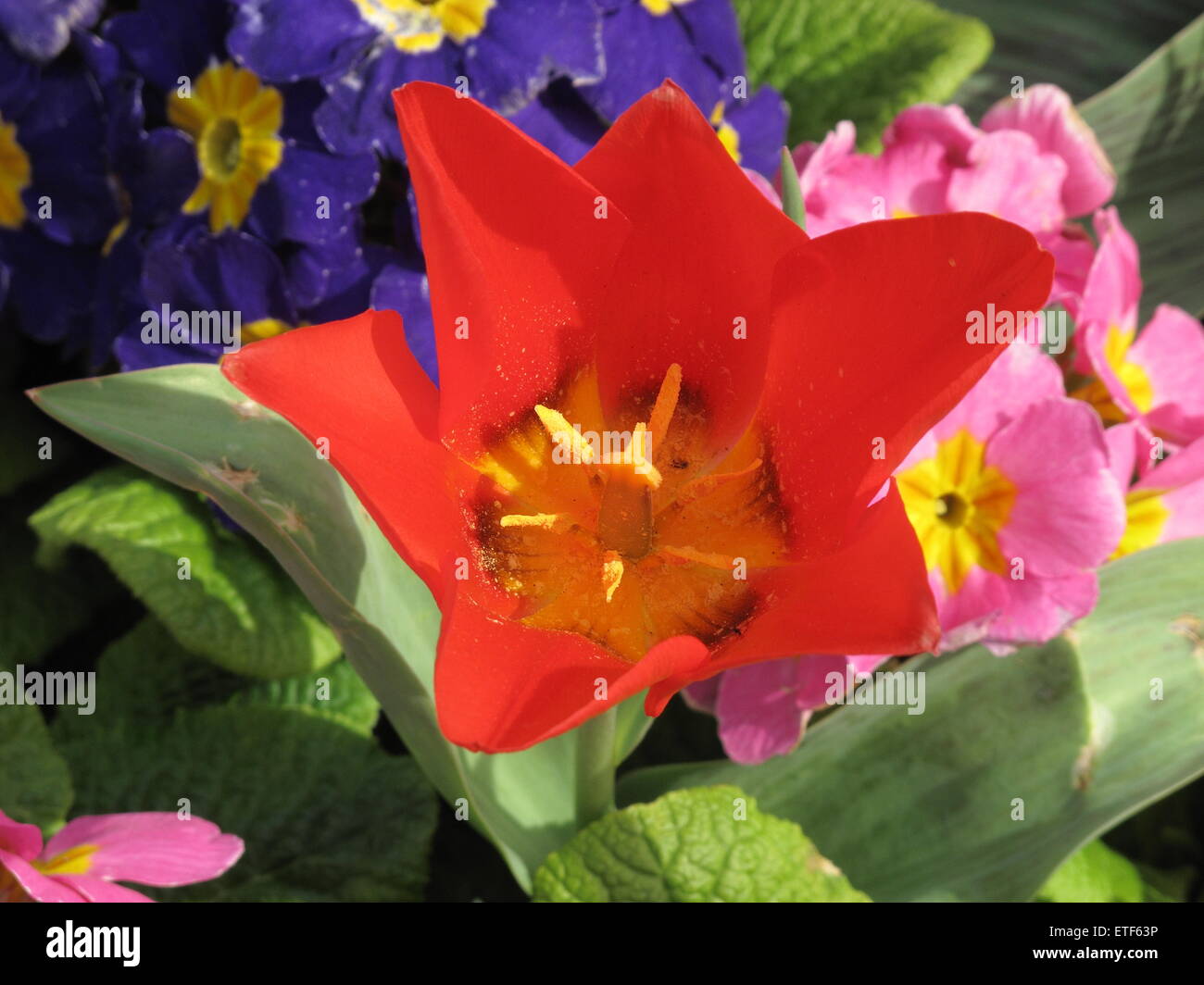 Red Riding Hood Tulip Stock Photo