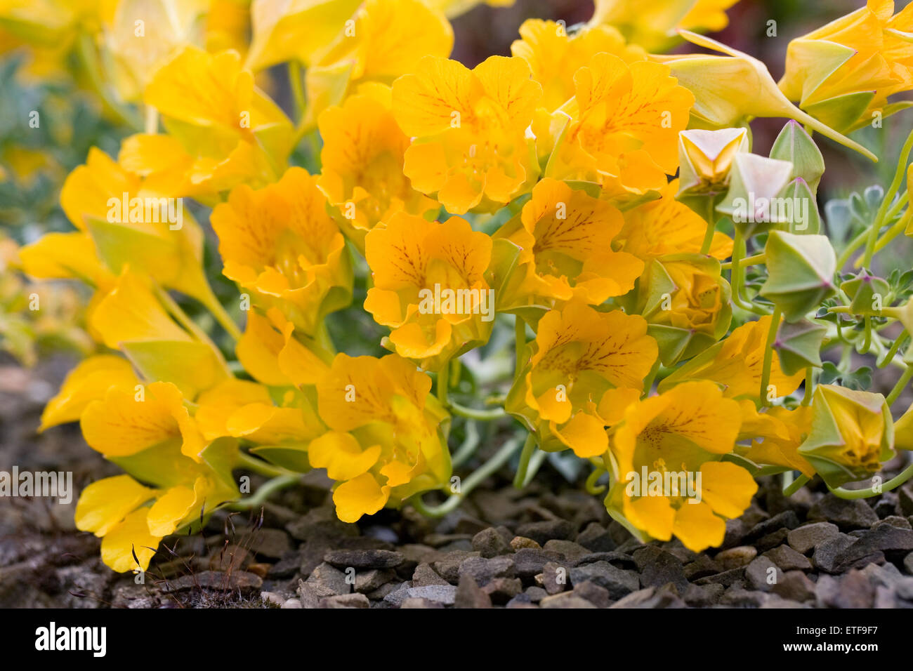Tropaeolum polyphyllum flowers. Stock Photo