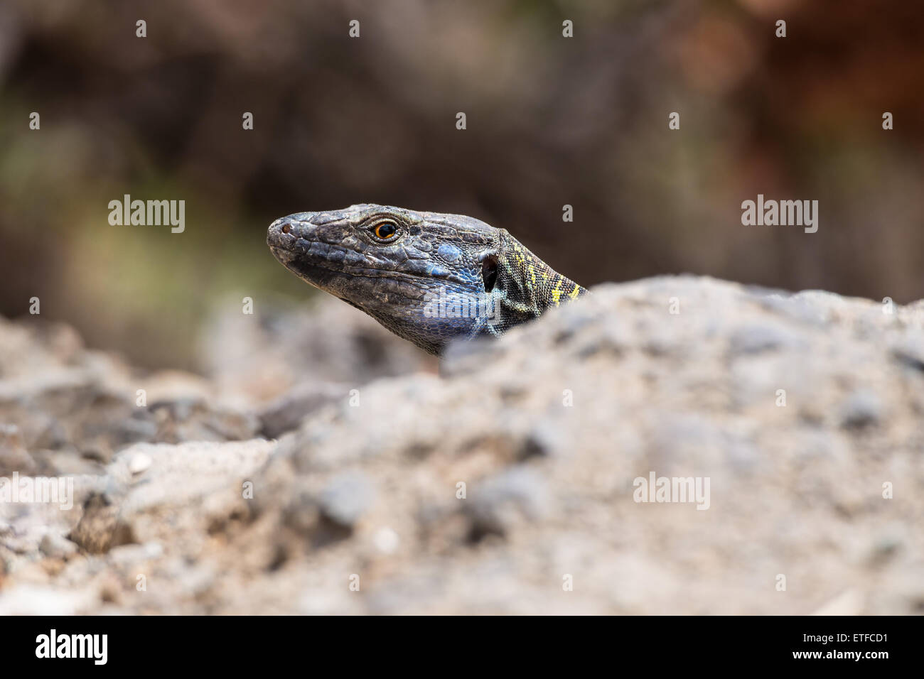 Lizard on the island Tenerife Stock Photo