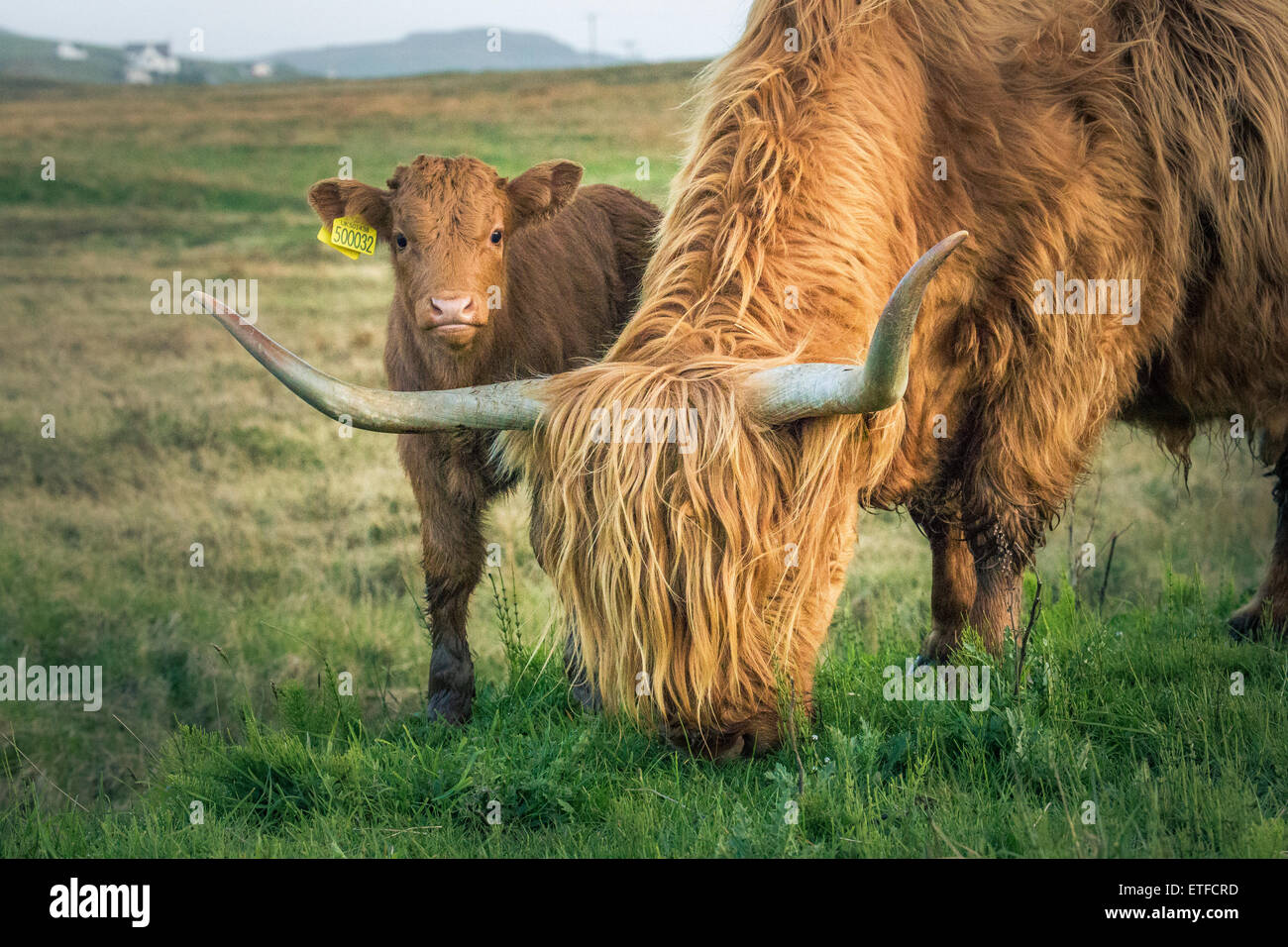 Highland cattle with young animal, Isle of Skye, Scotland, United Kingdom, Europe Stock Photo