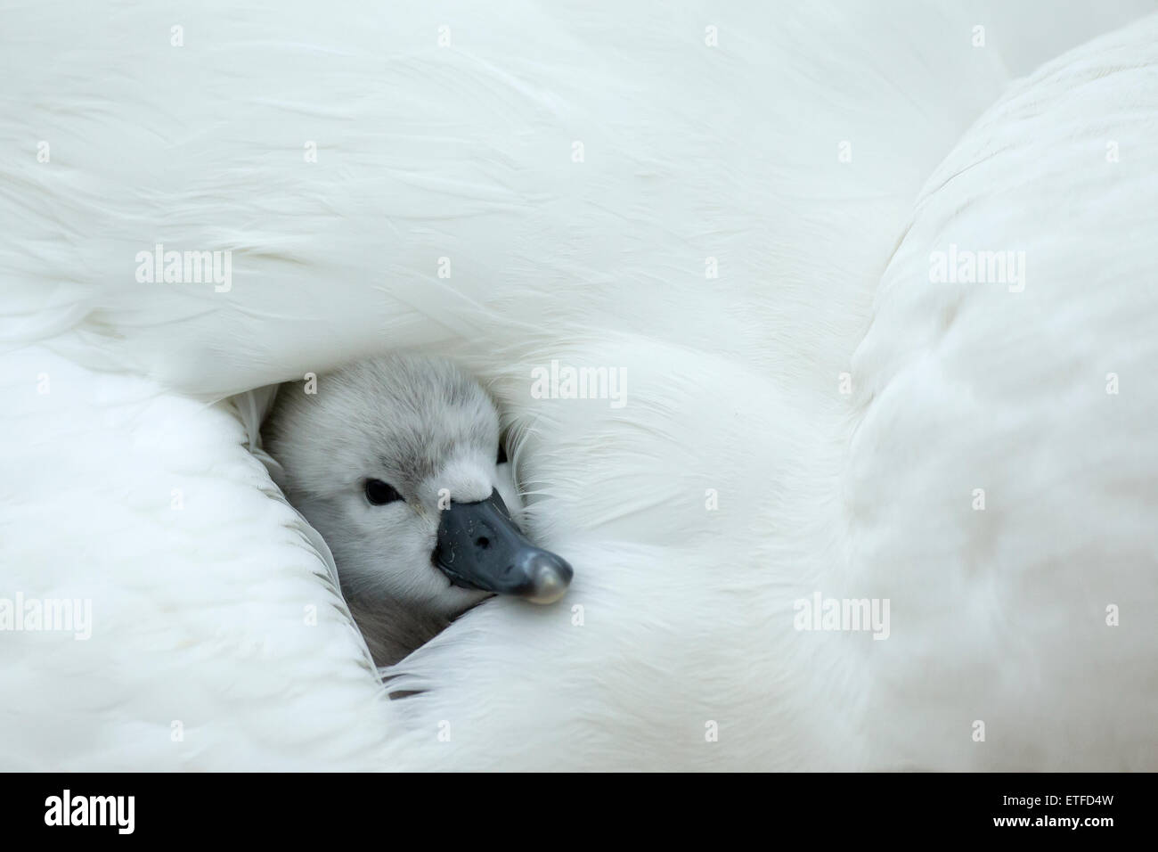 Mute Swan (Cygnus olor) cygnet on the nest, while mother provides warmth and protection Stock Photo