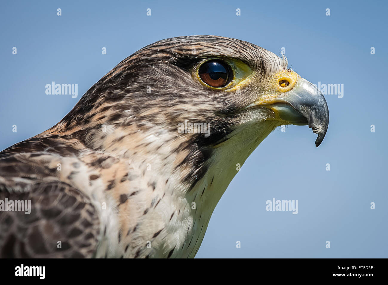 A very close up profile portrait of the head of a saker falcon Stock Photo