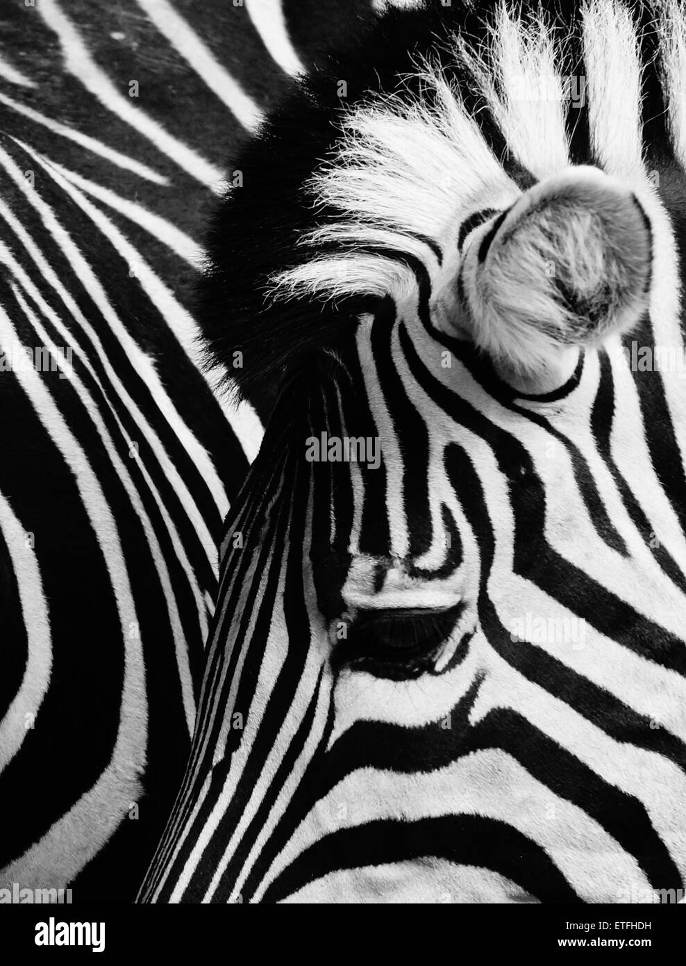 Zebra profiles Stock Photo