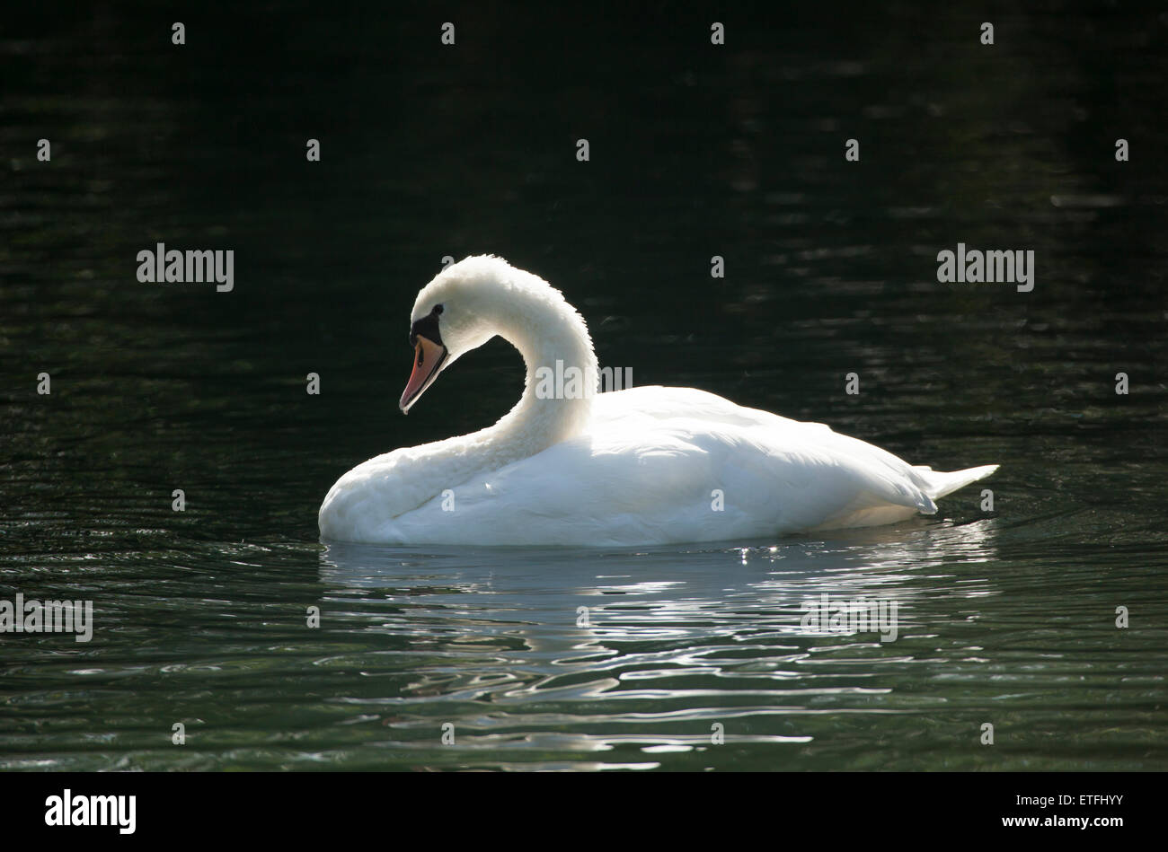 Mute swan bathing Stock Photo