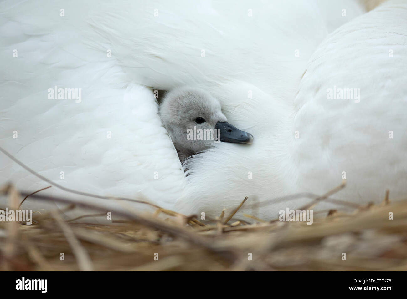 Mute Swan (Cygnus olor) cygnet on the nest, while mother provides warmth and protection Stock Photo