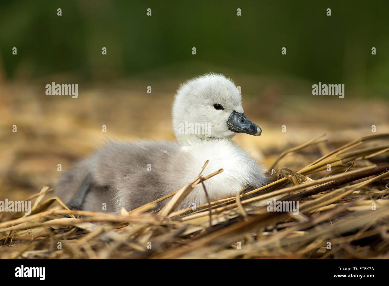 Mute Swan (Cygnus olor) cygnet on the nest, while parents take other cygnets for their first swimming lesson Stock Photo