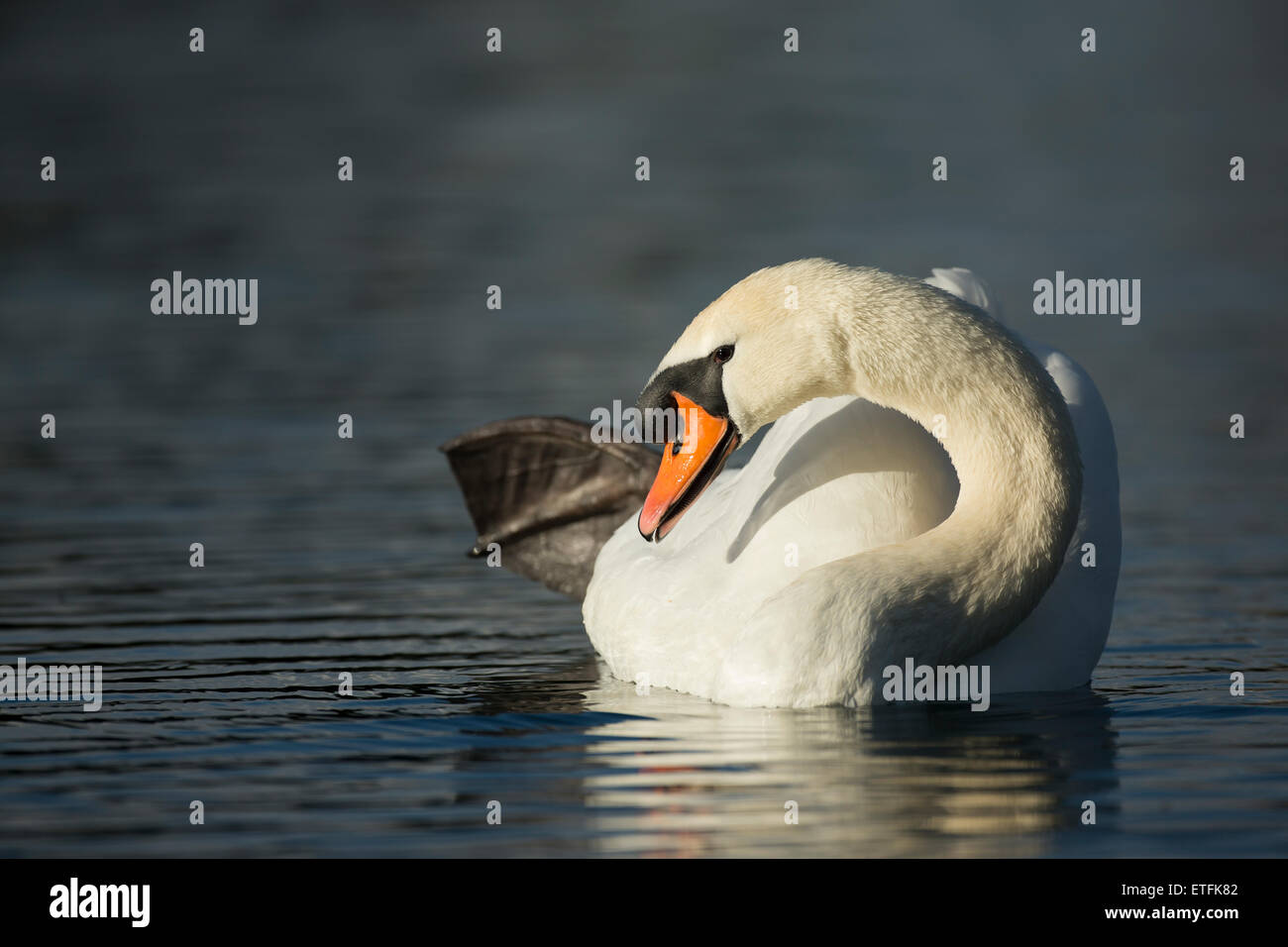 Mute Swan (Cygnus olor) male on the water cleaning Stock Photo