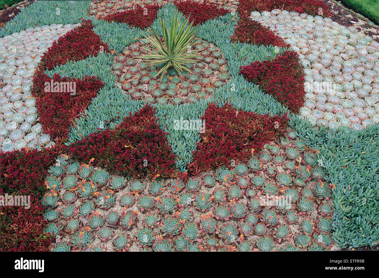 A mandala made from Sedums, Iceplants and Semperviviums is one of many  things to see at the Dublin, Ireland, Botanic Garden. Stock Photo