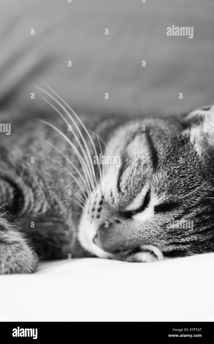 Black cat sleeping bed bed hires stock photography and images Alamy