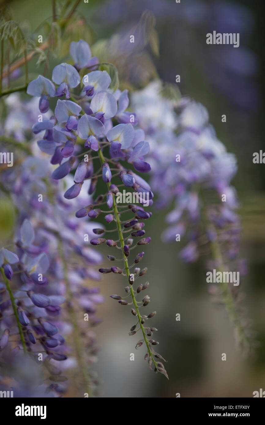 Wisteria Vine Leaves Stock Photos & Wisteria Vine Leaves Stock Images - Alamy