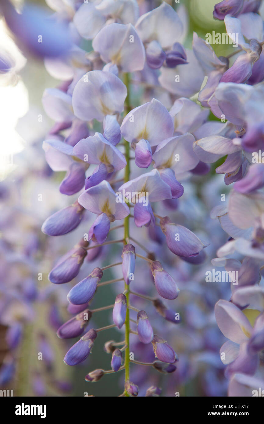 Wisteria vine leaves hires stock photography and images Alamy