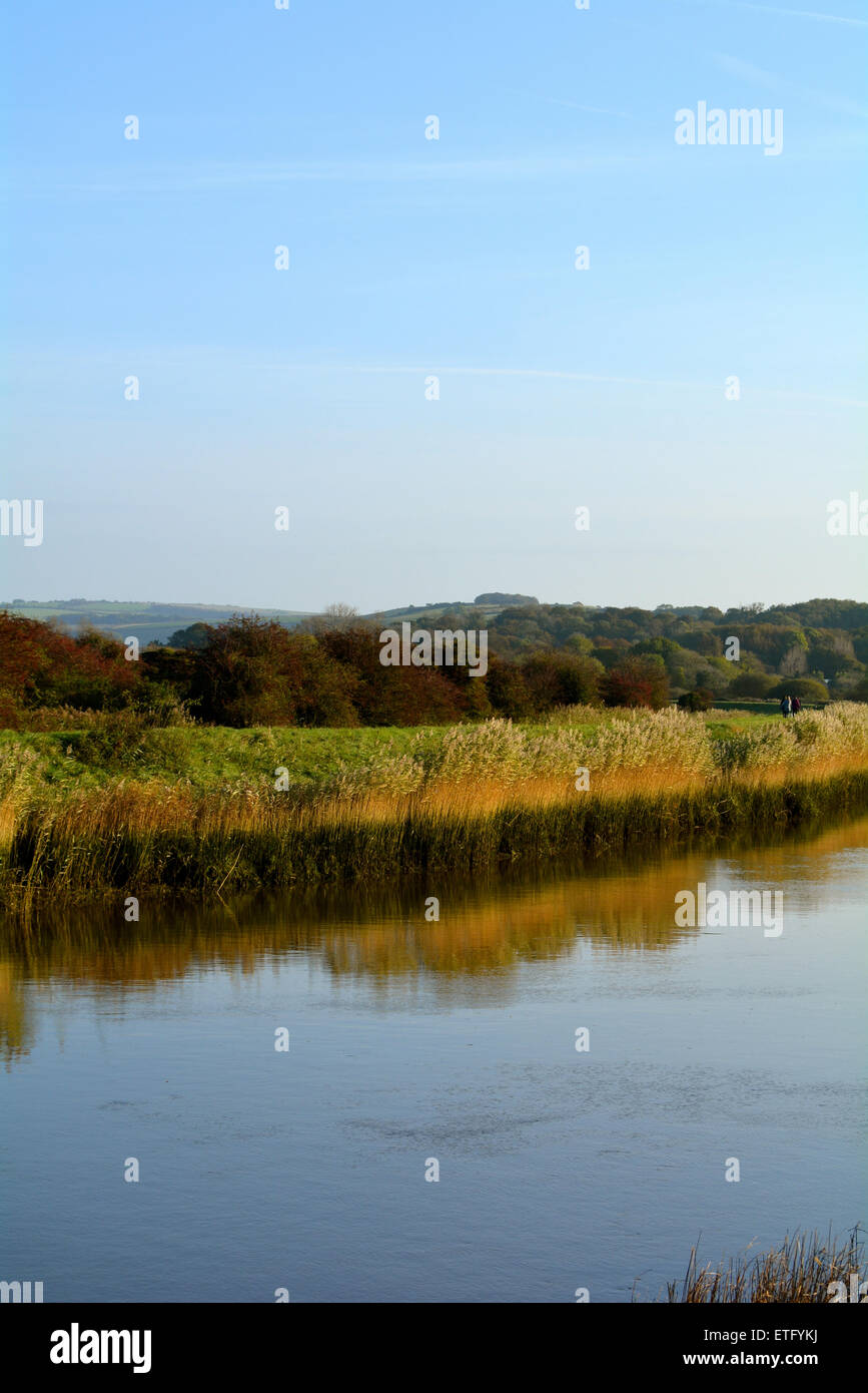 Clear water and reeds hi-res stock photography and images - Alamy