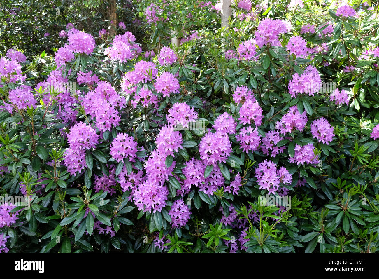 rhododendrons flowering in spring Stock Photo