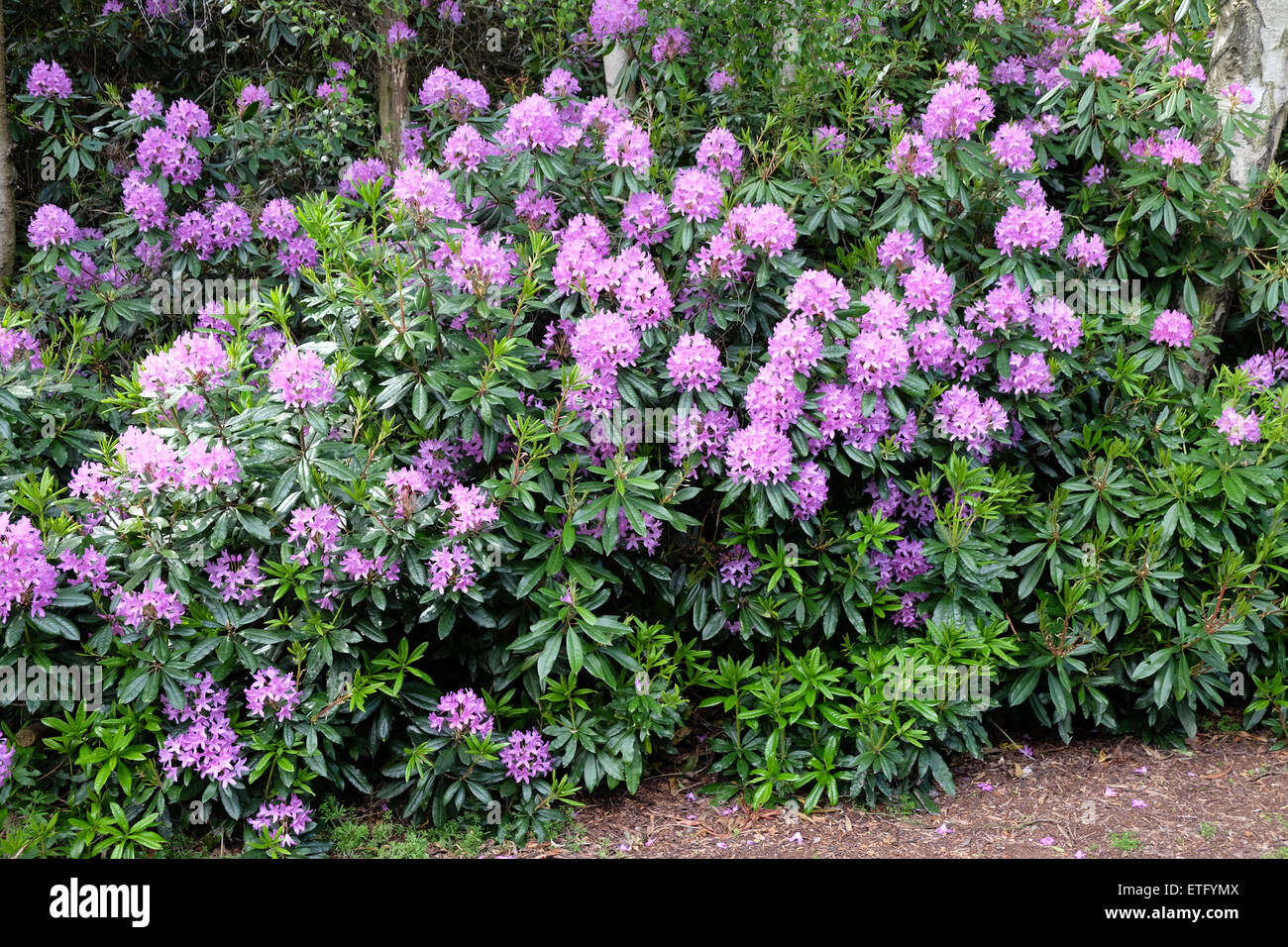 Spring Rhododendron rhododendrons flowering in spring Stock Photo - Alamy