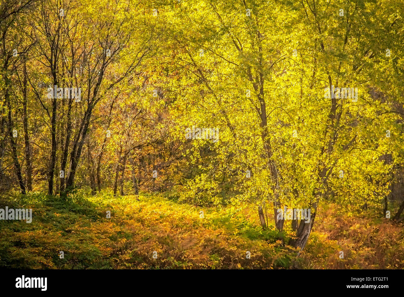 Late afternoon sunshine filters through colorful trees and ground foliage in a Renoire-like pastoral forest scene. Stock Photo
