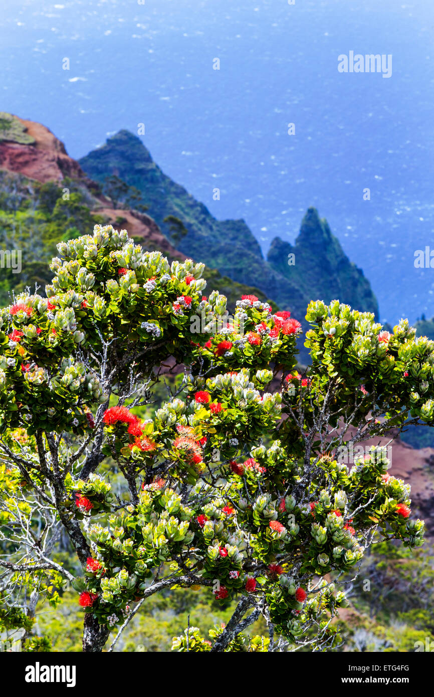 Hawaii state tree hires stock photography and images Alamy