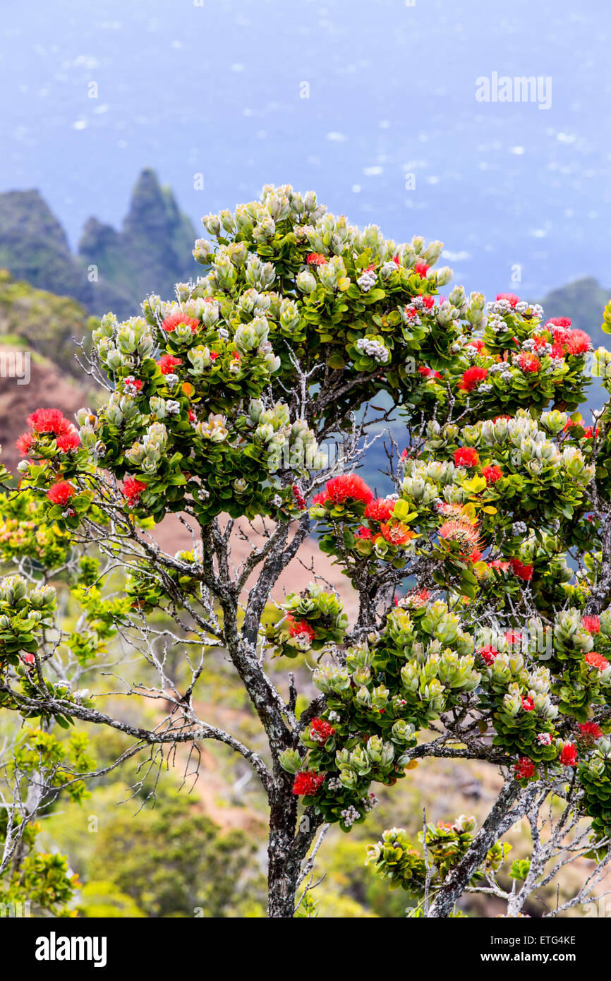 'Ōhi'a Lehua tree, Kalalau Lookout, Waimea Canyon State Park, Kauai, Hawaii, USA Stock Photo Alamy