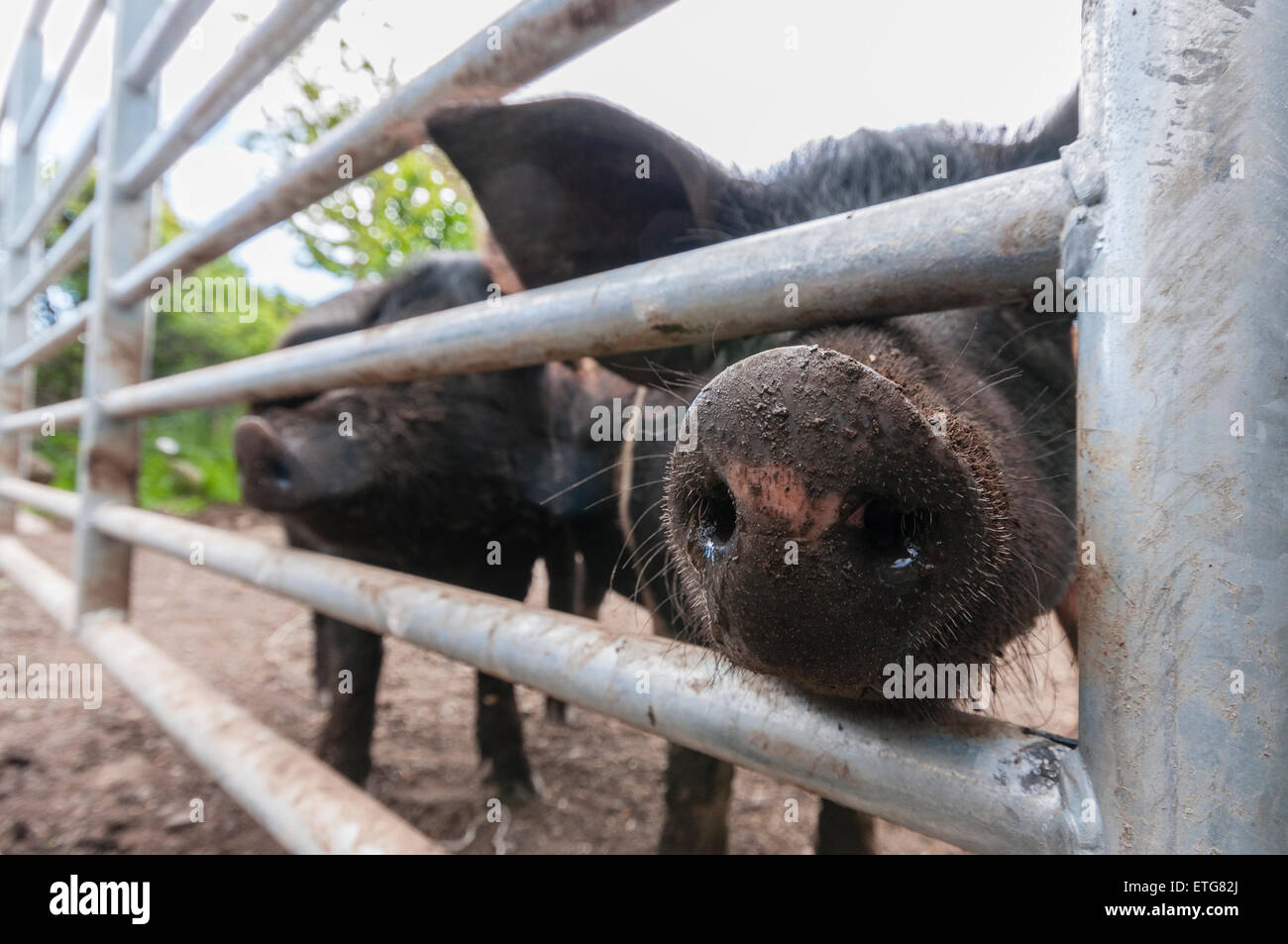 British Saddleback pigs push their noses through the bars of a field gate Stock Photo