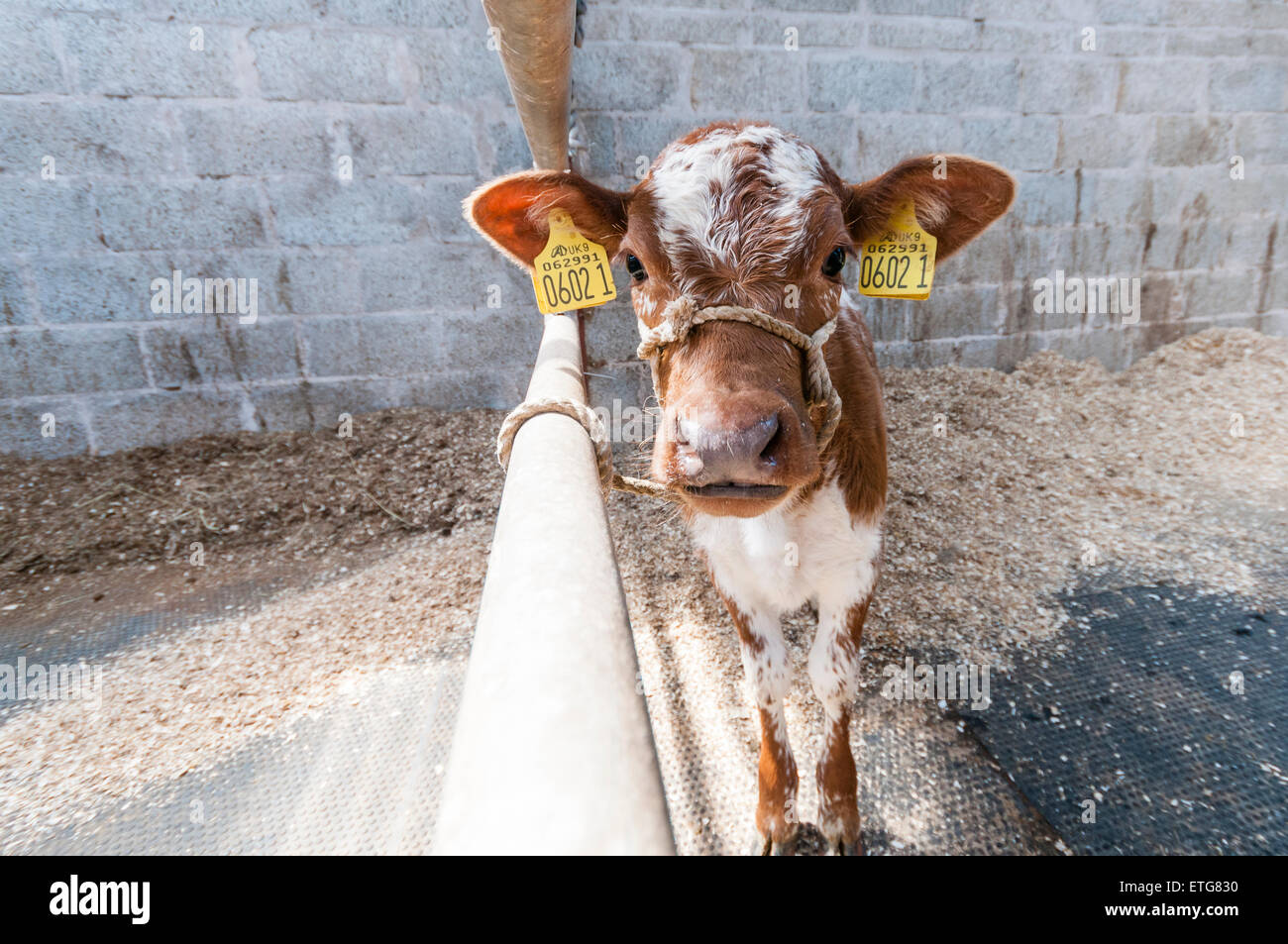 Young calf tied to a gate Stock Photo