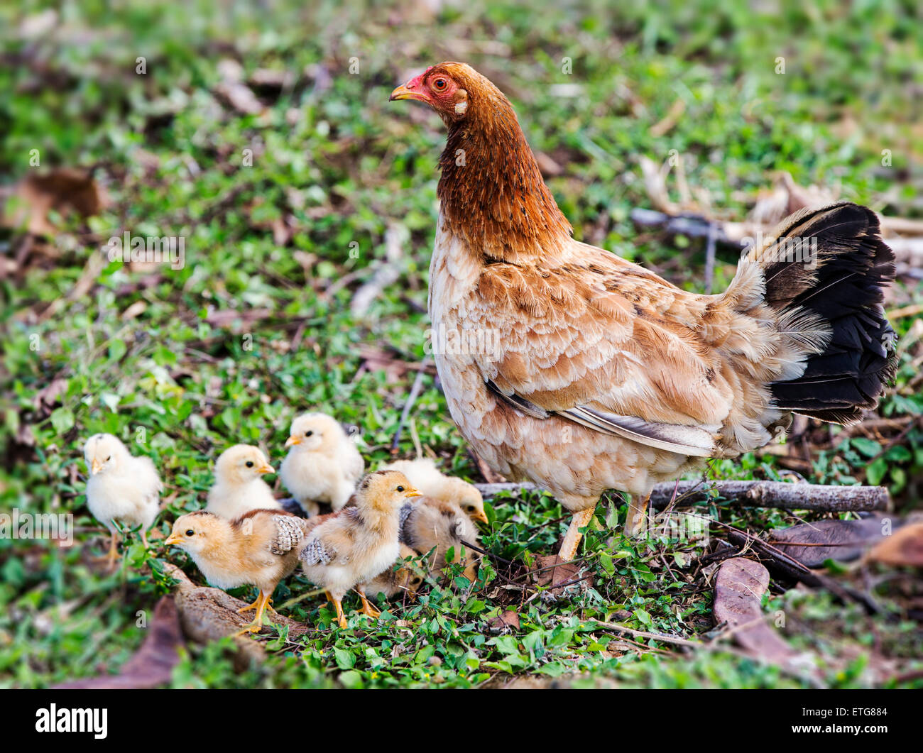 Wild Chickens baby chicks are common Kauai  Hawaii  USA Stock