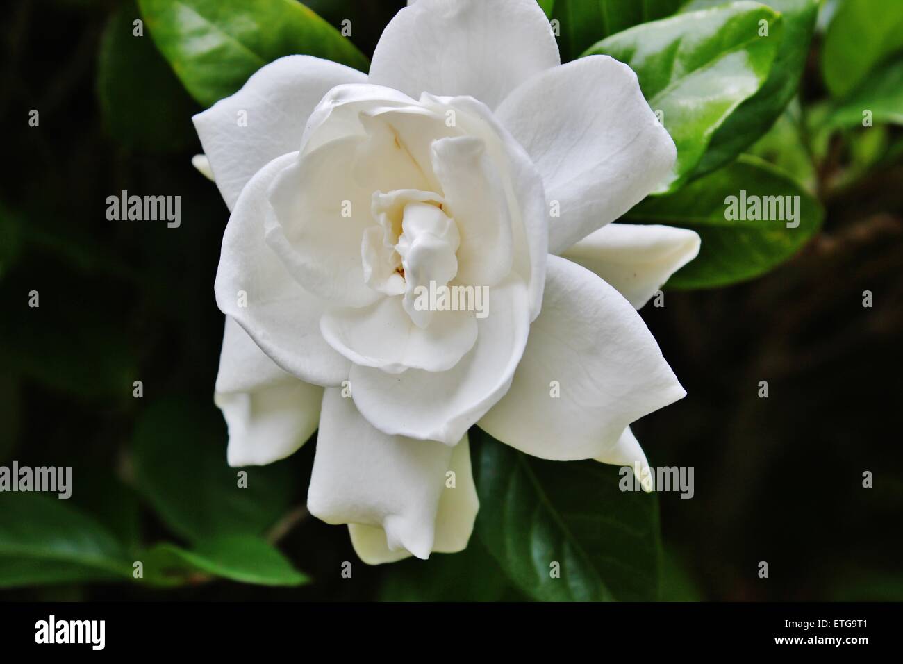 White flower in Central Florida Stock Photo