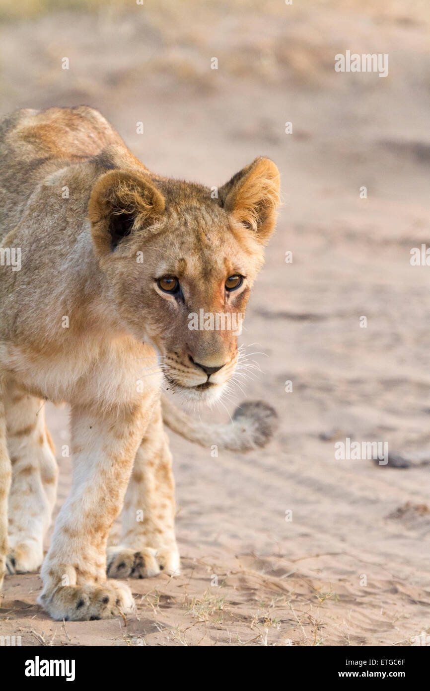 South africa safari lion hi-res stock photography and images - Alamy