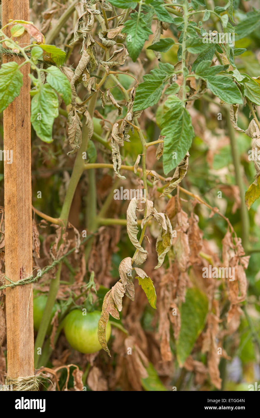 Tomato russet mites symptoms on tomato Stock Photo
