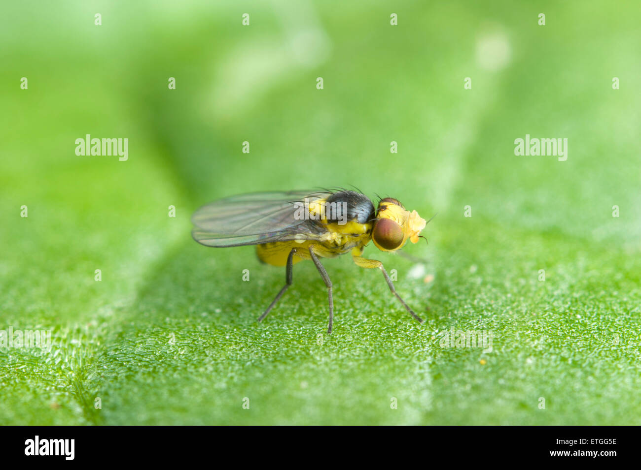 Cabbage leafminer fly Stock Photo Alamy