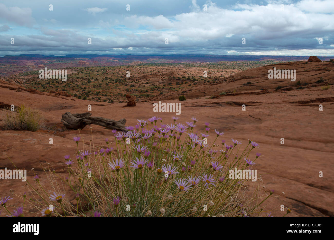 Wild Flowers, dark clouds Utah Landscape Stock Photo
