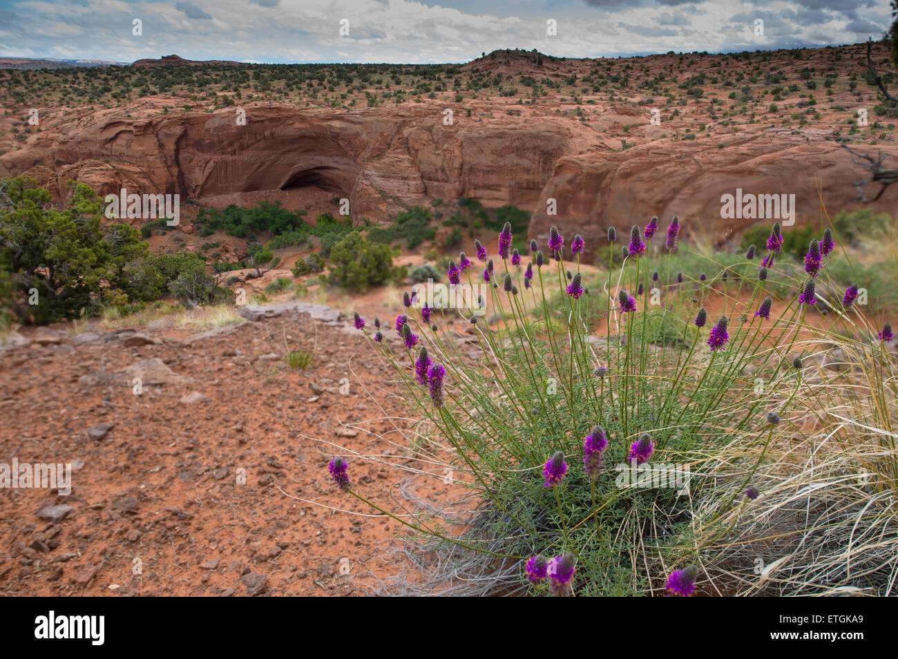 Purple Prairie Clover Dalea Purpurea Stock Photo