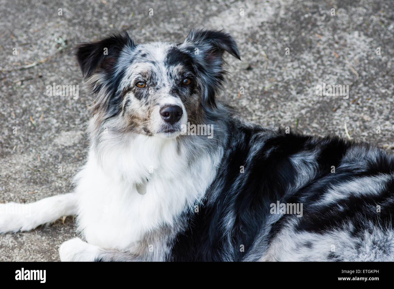 Grey and white markings hires stock photography and images Alamy