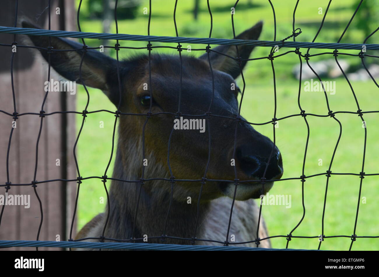 American Elk Stock Photo