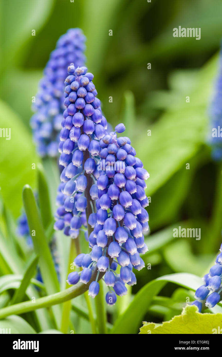 Purple flowering grape hyacinth bulbs Stock Photo Alamy
